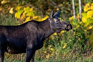 Cow moose in the Fall colors in Alaska