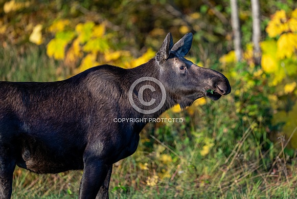Cow moose in the Fall colors in Alaska Cow moose in the Fall colors in Alaska