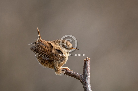 Wren