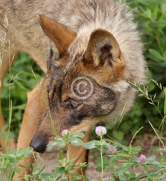 Eurasian wolf Eurasian wolf