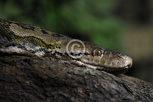 Reticulated Python