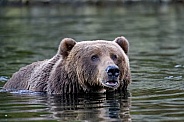 Kodiak bear in a river in Alaska