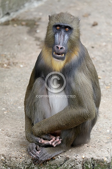 Mandrill (Mandrillus sphinx)