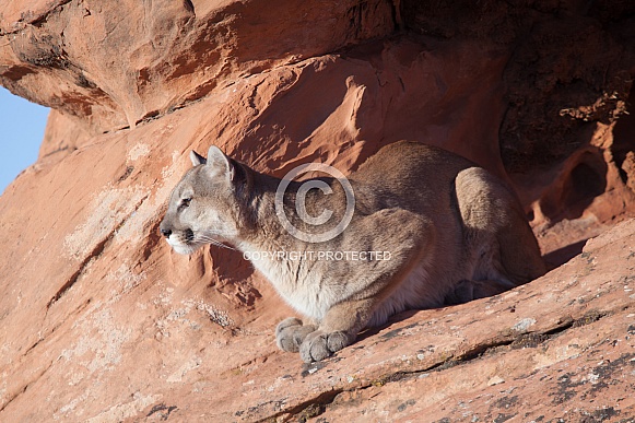 Mountain lion, cougar, puma concolor Mountain lion, cougar, puma concolor