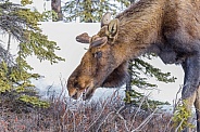 A Young Bull Moose in Alaska