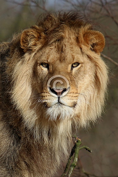 African lion