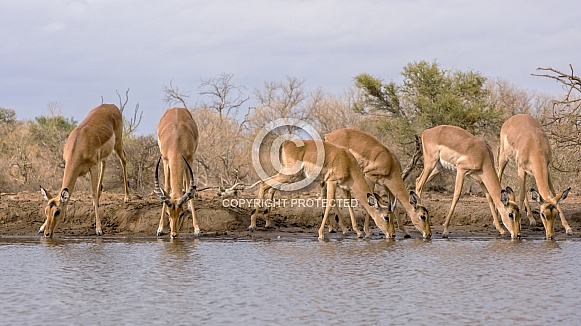 Impala Herd