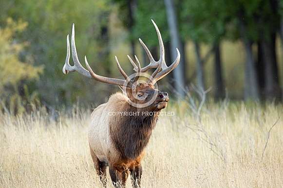 Bull Elk During Rut