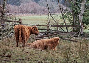 Highland Cows