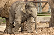 Young Asiatic Elephant Standing Full Body