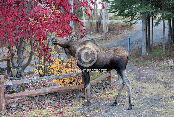 A Young Moose in Alaska A Young Moose in Alaska
