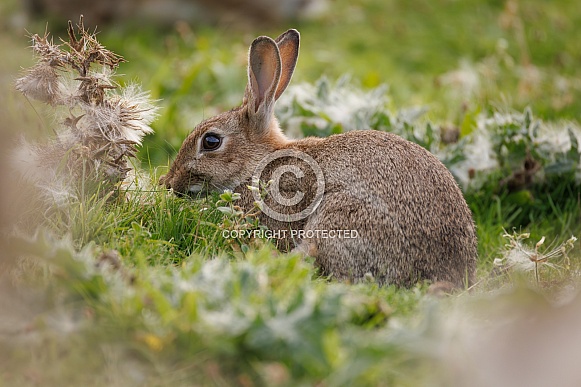 Wild Rabbit - Oryctolagus cuniculus Wild Rabbit - Oryctolagus cuniculus