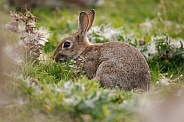 Wild Rabbit - Oryctolagus cuniculus