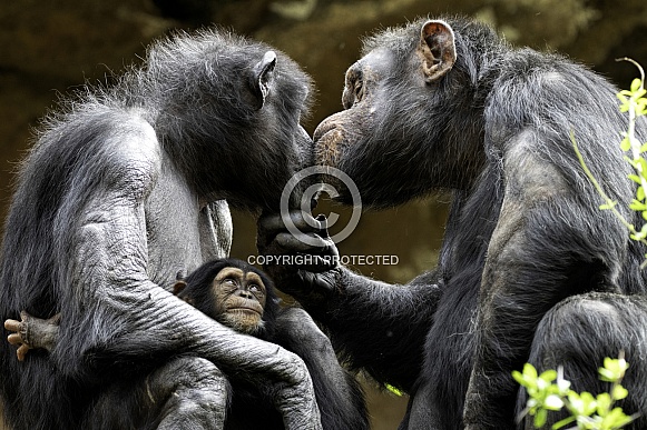 Adult Chimpanzees With Baby Adult Chimpanzees With Baby