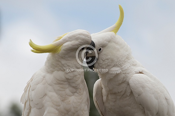 Two Sulphur-crested Cockatoos (wild).