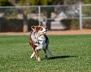 Border collie looking up to catch a toy