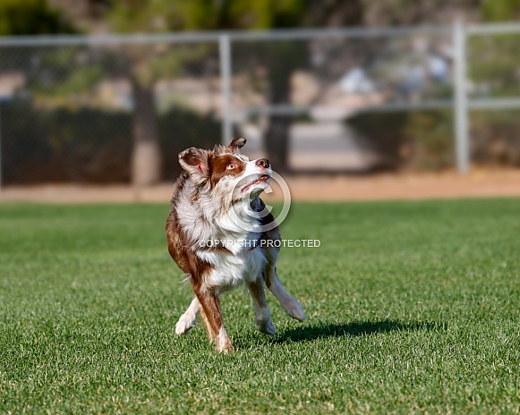 Border collie looking up to catch a toy