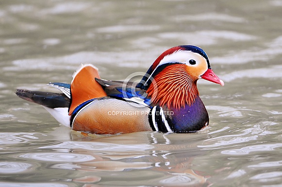 Mandarin Duck