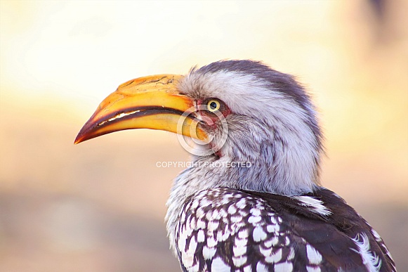 Yellow billed hornbill Yellow billed hornbill