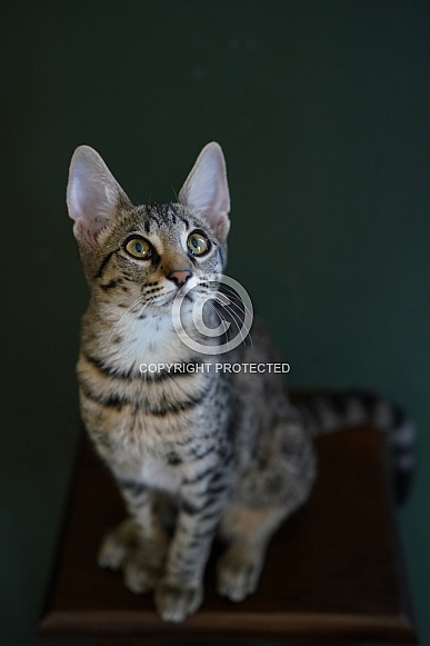 Savannah Cat