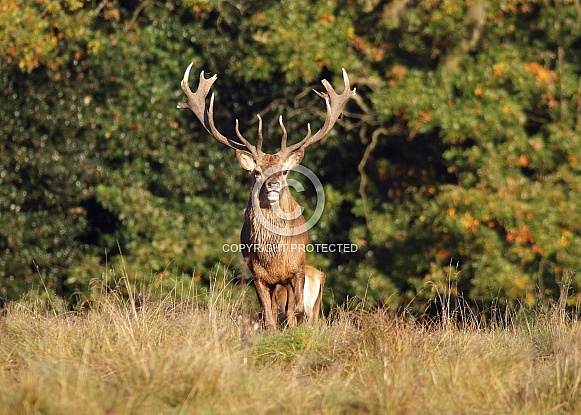 Red Deer Stag