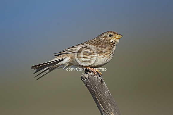 Corn Bunting