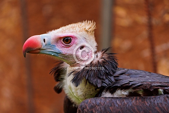 White Headed Vulture