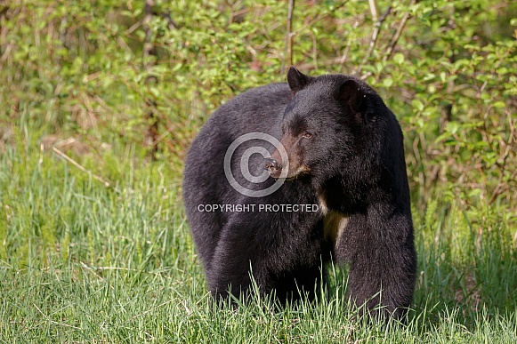 Black Bear and cubs Black Bear and cubs