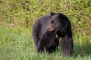Black Bear and cubs