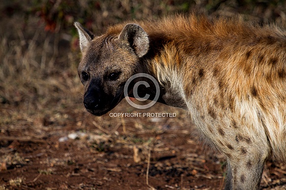 Hyena (wild) Hyena (wild)