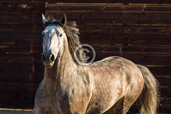 Lusitano Horse Lusitano Horse