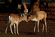 Fallow Deer