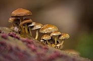 Wild mushrooms in the Netherlands
