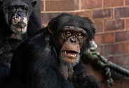 Chimpanzee Looking Forward