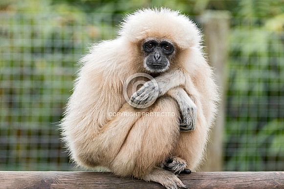 Lar Gibbon Sitting Lar Gibbon Sitting