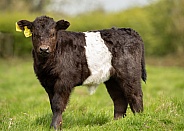 Young Belted Galloway
