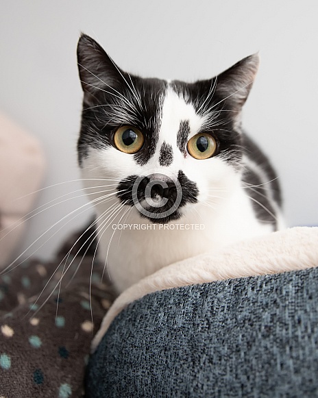 Domestic Short Hair Cat