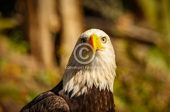 Bald Eagles