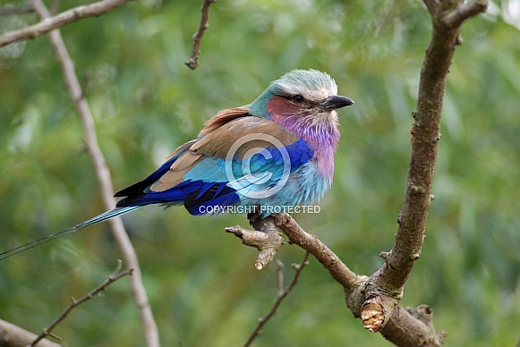 Lilac Breasted Roller