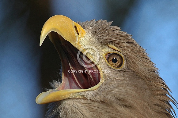 White-tailed Eagle White-tailed Eagle