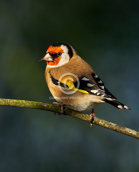 Goldfinch