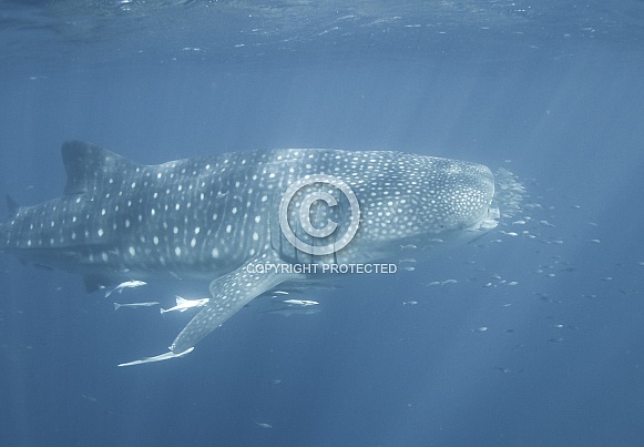 Whale Shark Whale Shark
