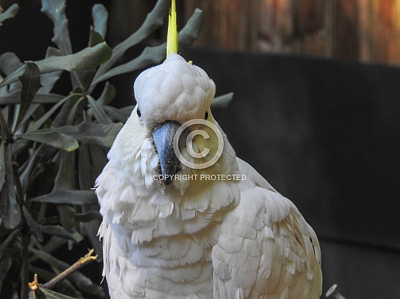 Sulphur-crested cockatoo