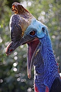 Southern cassowary (Casuarius casuarius), also known as double-wattled cassowary