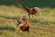 Pheasant Fight
