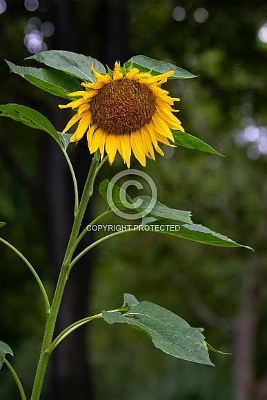 common sunflower