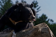 Moon Bear