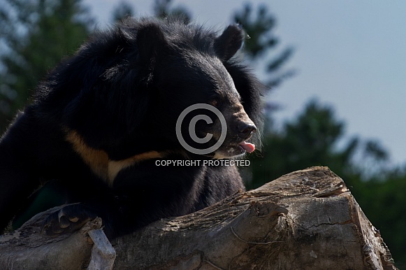 Moon Bear