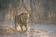 African Lion (Juvenile Male)