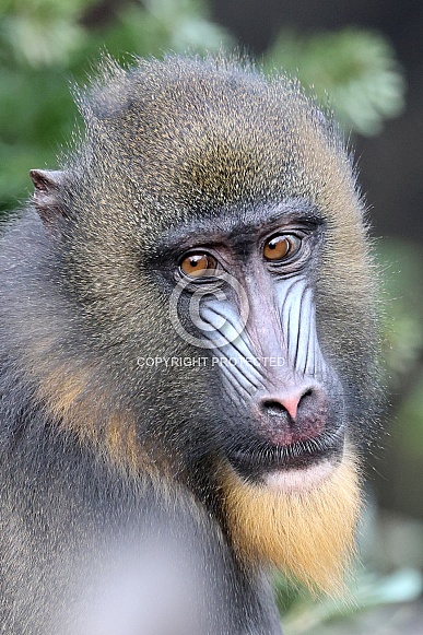 Mandrill (Mandrillus sphinx) Mandrill (Mandrillus sphinx)